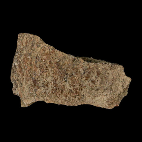2.4" Tyrannosaurus Rex Fossil Bone Dinosaur Lance Creek Formation Wyoming COA