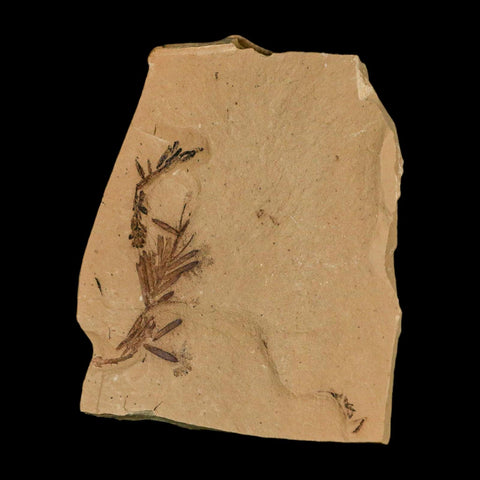 1.7" Detailed Fossil Plant Leafs Metasequoia Dawn Redwood Oligocene Age MT COA - Fossil Age Minerals