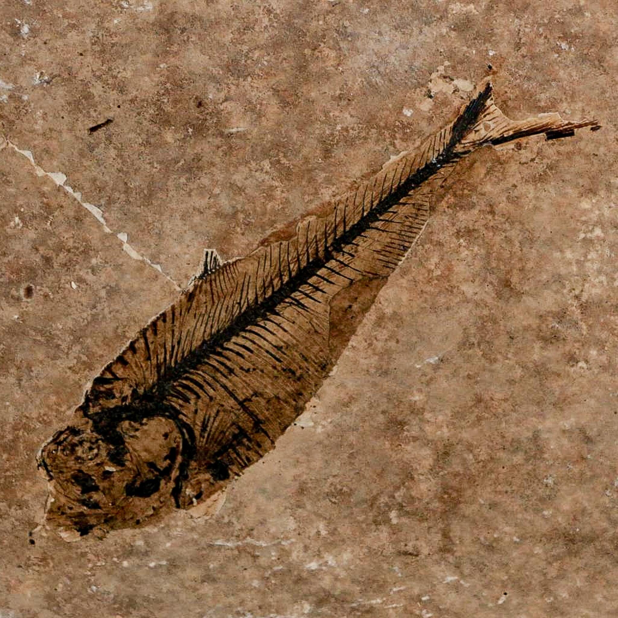 3.7" Diplomystus Dentatus Fossil Fish Green River FM WY Eocene Age COA, Stand - Fossil Age Minerals