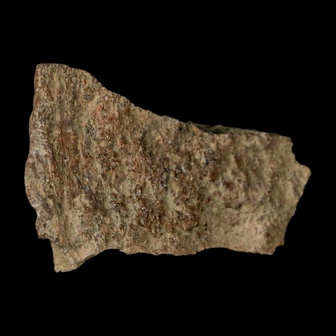 2.4" Tyrannosaurus Rex Fossil Bone Dinosaur Lance Creek Formation Wyoming COA