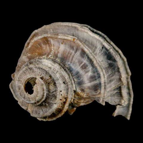 1.6" Ecphora Gardnerae Gastropod Fossil Shell Lee Creek Miocene Epoch North Carolina - Fossil Age Minerals