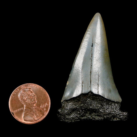 2" Quality Hastalis Mako Tooth Serrated Fossil Natural Miocene Age COA - Fossil Age Minerals