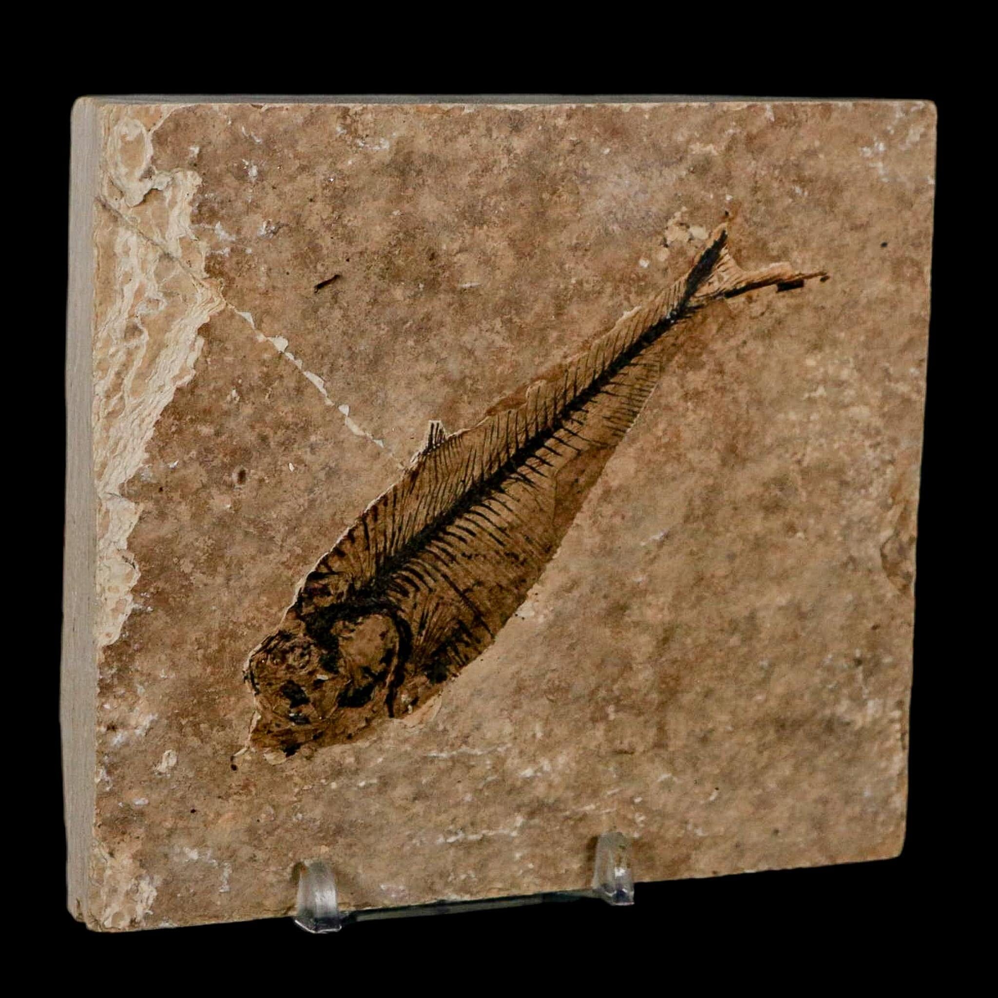 3.7" Diplomystus Dentatus Fossil Fish Green River FM WY Eocene Age COA, Stand - Fossil Age Minerals