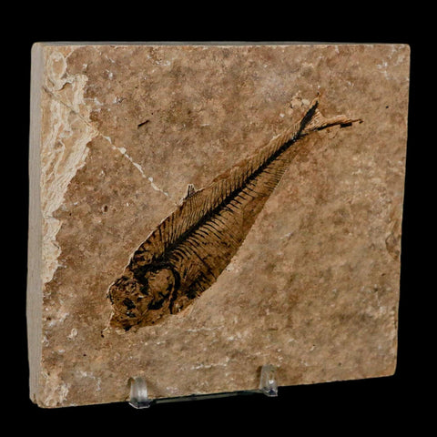 3.7" Diplomystus Dentatus Fossil Fish Green River FM WY Eocene Age COA, Stand