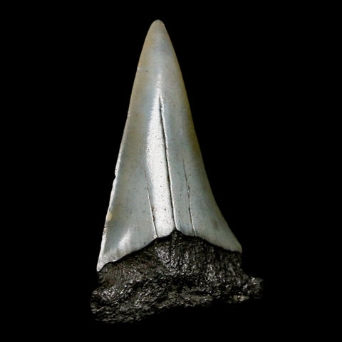 2" Quality Hastalis Mako Tooth Serrated Fossil Natural Miocene Age COA - Fossil Age Minerals