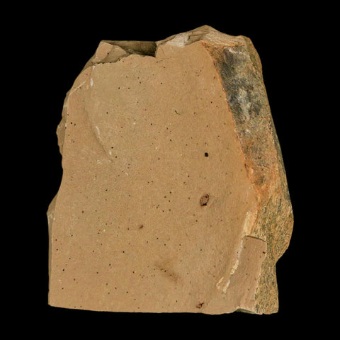 1.7" Detailed Fossil Plant Leafs Metasequoia Dawn Redwood Oligocene Age MT COA - Fossil Age Minerals
