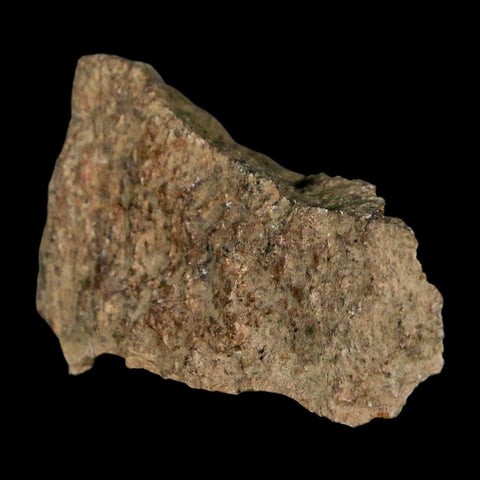 2.4" Tyrannosaurus Rex Fossil Bone Dinosaur Lance Creek Formation Wyoming COA