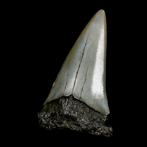 2" Quality Hastalis Mako Tooth Serrated Fossil Natural Miocene Age COA - Fossil Age Minerals