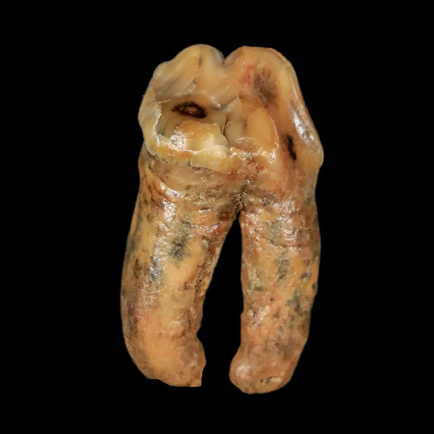 1.3" Extinct Cave Bear Ursus Spelaeus Pre-Molar Tooth Rooted Pleistocene Age COA - Fossil Age Minerals