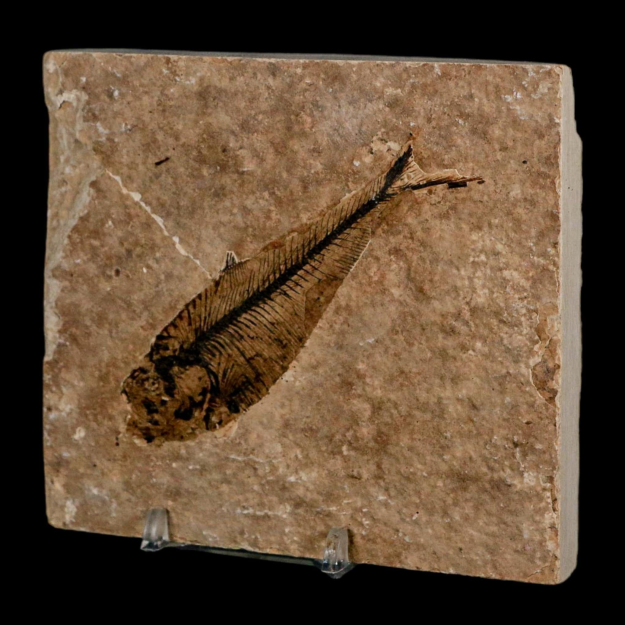 3.7" Diplomystus Dentatus Fossil Fish Green River FM WY Eocene Age COA, Stand - Fossil Age Minerals