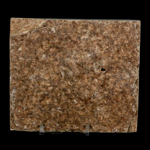 3.7" Diplomystus Dentatus Fossil Fish Green River FM WY Eocene Age COA, Stand