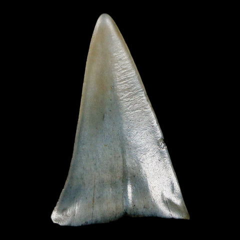 2" Quality Hastalis Mako Tooth Serrated Fossil Natural Miocene Age COA - Fossil Age Minerals