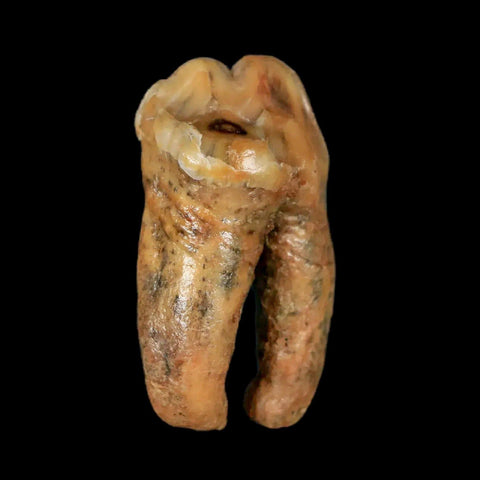 1.3" Extinct Cave Bear Ursus Spelaeus Pre-Molar Tooth Rooted Pleistocene Age COA - Fossil Age Minerals