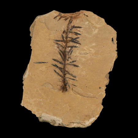 1.7" Detailed Fossil Plant Leafs Metasequoia Dawn Redwood Oligocene Age MT COA
