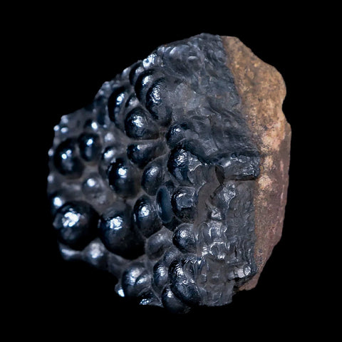1.9" Hematite Botryoidal Kidney Ore Rock Mineral Specimen Irhoud Mine, Morocco - Fossil Age Minerals
