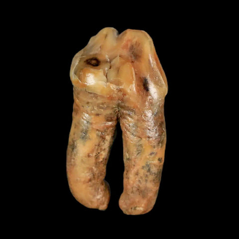 1.3" Extinct Cave Bear Ursus Spelaeus Pre-Molar Tooth Rooted Pleistocene Age COA - Fossil Age Minerals