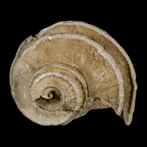 1.6" Ecphora Gardnerae Gastropod Fossil Shell Lee Creek Miocene Epoch North Carolina - Fossil Age Minerals