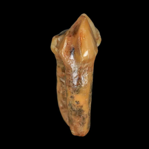 1.3" Extinct Cave Bear Ursus Spelaeus Pre-Molar Tooth Rooted Pleistocene Age COA - Fossil Age Minerals