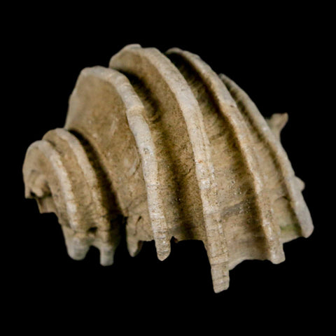 1.6" Ecphora Gardnerae Gastropod Fossil Shell Lee Creek Miocene Epoch North Carolina - Fossil Age Minerals