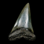 2.1" Quality Hastalis Mako Tooth Serrated Fossil Natural Miocene Age COA