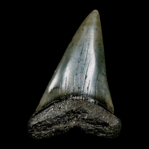 2.1" Quality Hastalis Mako Tooth Serrated Fossil Natural Miocene Age COA - Fossil Age Minerals