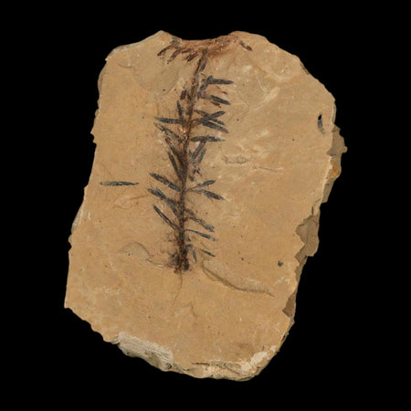 1.7" Detailed Fossil Plant Leafs Metasequoia Dawn Redwood Oligocene Age MT COA