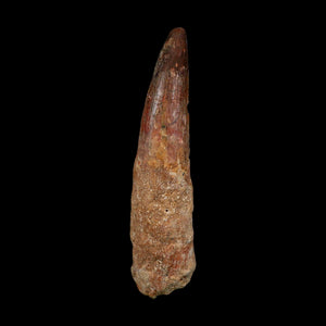 XL 4.2