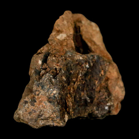 1.5" Tyrannosaurus Rex Fossil Bone Dinosaur Lance Creek Formation Wyoming COA