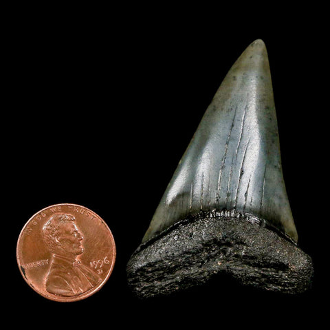 2.1" Quality Hastalis Mako Tooth Serrated Fossil Natural Miocene Age COA - Fossil Age Minerals