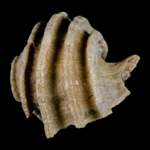 1.6" Ecphora Gardnerae Gastropod Fossil Shell Lee Creek Miocene Epoch North Carolina - Fossil Age Minerals