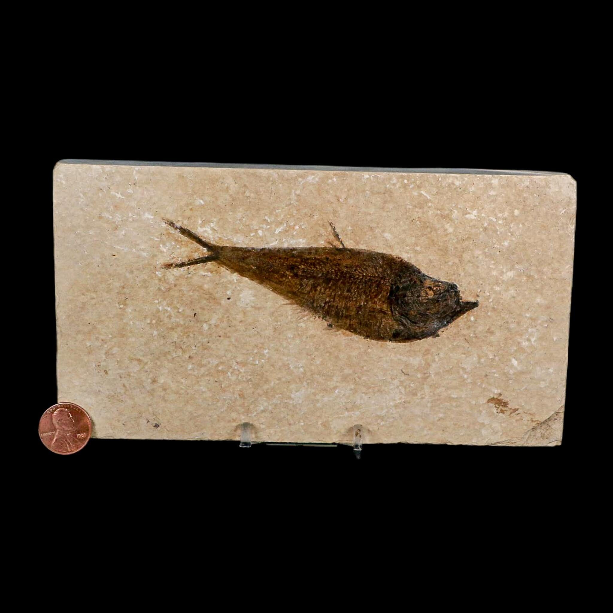 XL 4.5" Diplomystus Dentatus Fossil Fish Green River FM WY Eocene Age COA, Stand - Fossil Age Minerals
