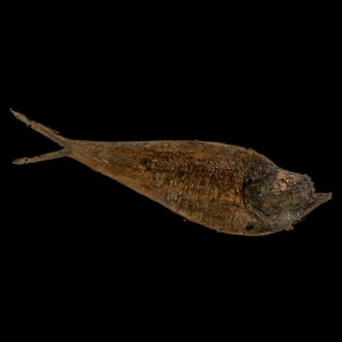 XL 4.5" Diplomystus Dentatus Fossil Fish Green River FM WY Eocene Age COA, Stand