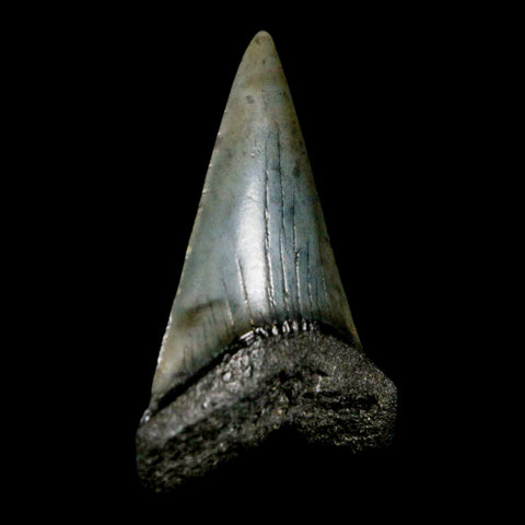 2.1" Quality Hastalis Mako Tooth Serrated Fossil Natural Miocene Age COA - Fossil Age Minerals