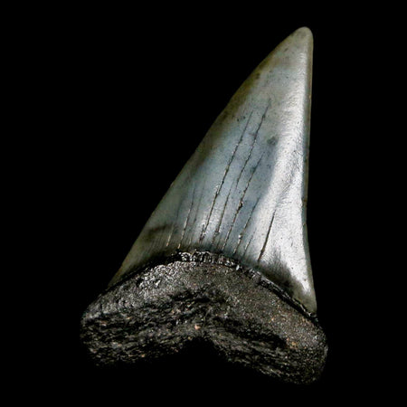 2.1" Quality Hastalis Mako Tooth Serrated Fossil Natural Miocene Age COA