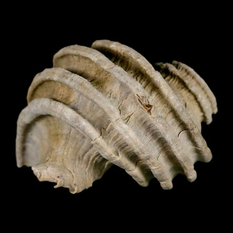 1.6" Ecphora Gardnerae Gastropod Fossil Shell Lee Creek Miocene Epoch North Carolina - Fossil Age Minerals