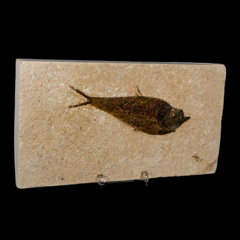 XL 4.5" Diplomystus Dentatus Fossil Fish Green River FM WY Eocene Age COA, Stand