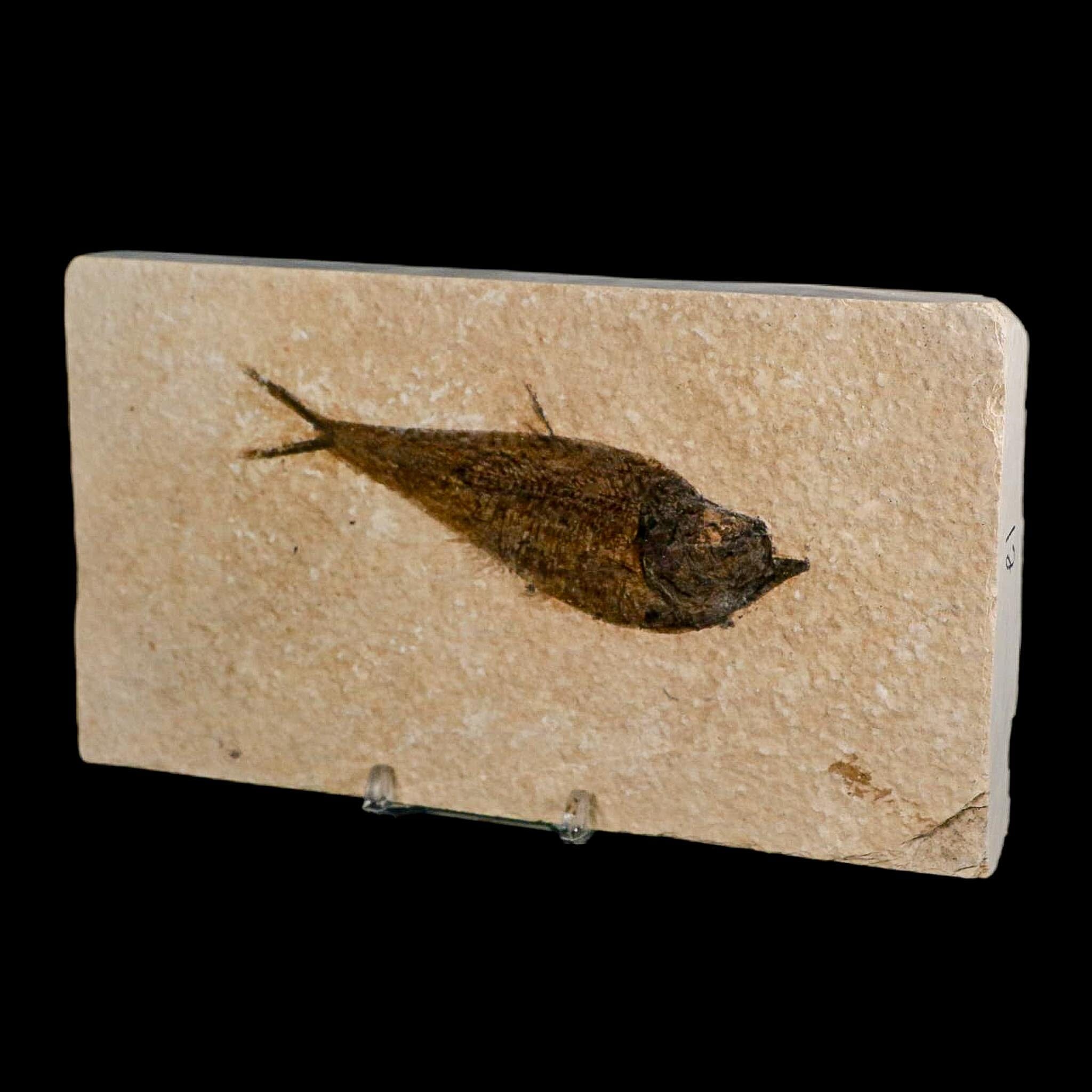 XL 4.5" Diplomystus Dentatus Fossil Fish Green River FM WY Eocene Age COA, Stand - Fossil Age Minerals