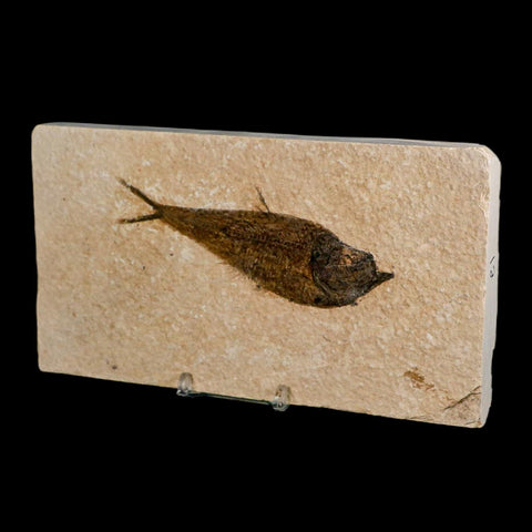XL 4.5" Diplomystus Dentatus Fossil Fish Green River FM WY Eocene Age COA, Stand