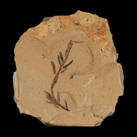 1.3" Detailed Fossil Plant Leafs Metasequoia Dawn Redwood Oligocene Age MT COA