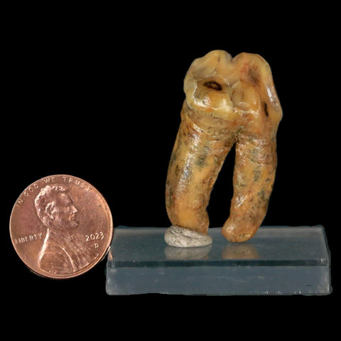 1.3" Extinct Cave Bear Ursus Spelaeus Pre-Molar Tooth Rooted Pleistocene Age COA - Fossil Age Minerals