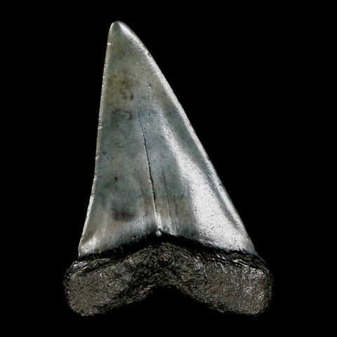 2.1" Quality Hastalis Mako Tooth Serrated Fossil Natural Miocene Age COA - Fossil Age Minerals