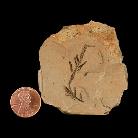 1.3" Detailed Fossil Plant Leafs Metasequoia Dawn Redwood Oligocene Age MT COA - Fossil Age Minerals