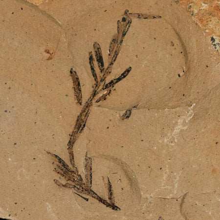 1.3" Detailed Fossil Plant Leafs Metasequoia Dawn Redwood Oligocene Age MT COA