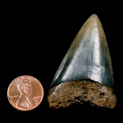 2" Quality Hastalis Mako Tooth Serrated Fossil Natural Miocene Age COA - Fossil Age Minerals