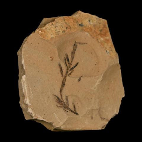 1.3" Detailed Fossil Plant Leafs Metasequoia Dawn Redwood Oligocene Age MT COA - Fossil Age Minerals