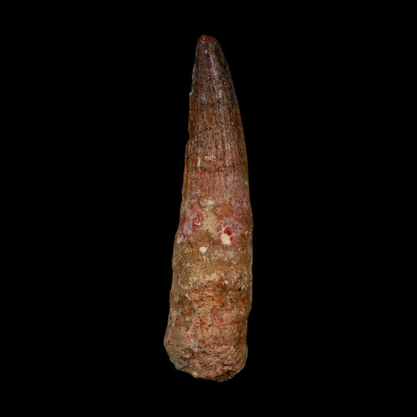 XL 4.2