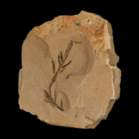 1.3" Detailed Fossil Plant Leafs Metasequoia Dawn Redwood Oligocene Age MT COA - Fossil Age Minerals
