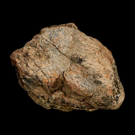 1.5" Tyrannosaurus Rex Fossil Bone Dinosaur Lance Creek Formation Wyoming COA