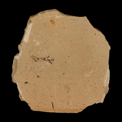 1.3" Detailed Fossil Plant Leafs Metasequoia Dawn Redwood Oligocene Age MT COA - Fossil Age Minerals