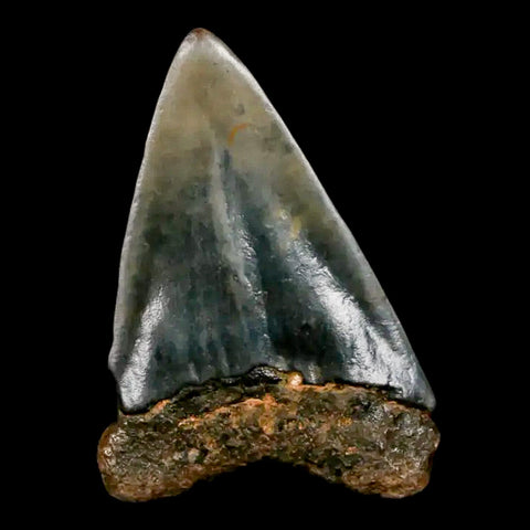 2" Quality Hastalis Mako Tooth Serrated Fossil Natural Miocene Age COA - Fossil Age Minerals